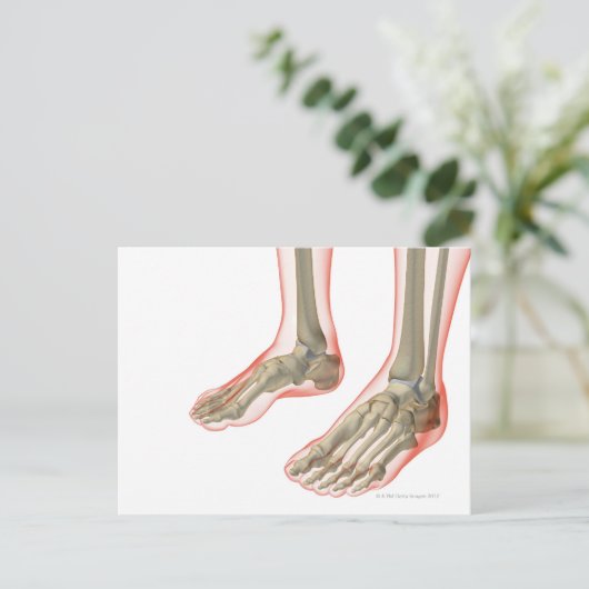 足の骨 ポストカード (スタンド正面)