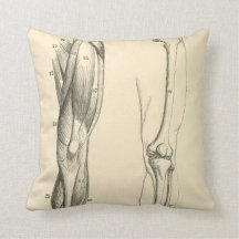 足の   ヴィンテージの解剖学|筋肉そして骨