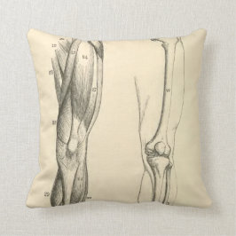 足の   ヴィンテージの解剖学|筋肉そして骨 クッション