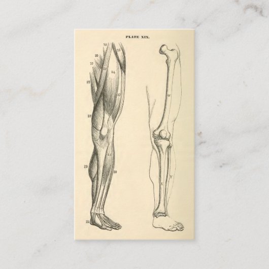 足の   ヴィンテージの解剖学|筋肉そして骨 名刺 (正面)