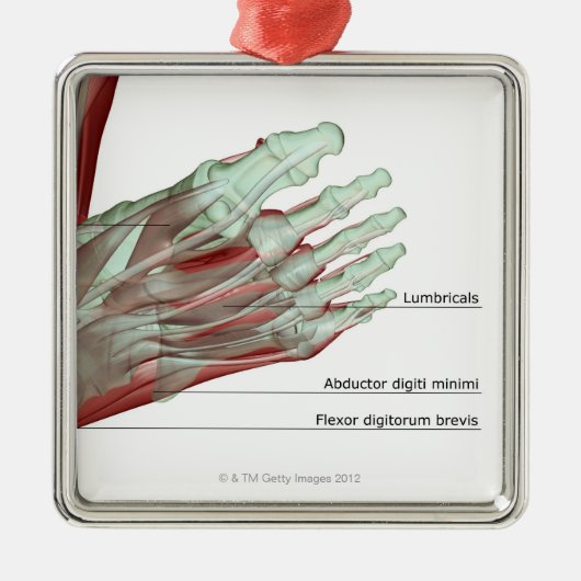 足のMusculoskeleton メタルオーナメント (正面)