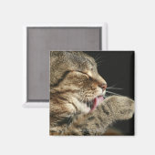 足をなめるタブビーの猫。 マグネット (正面/裏面)