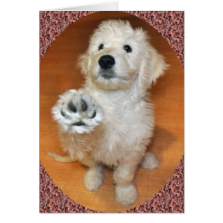 足カードへのGoldendoodleの話