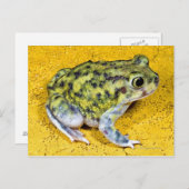 足先の広いヒキガエル ポストカード (正面/裏面)