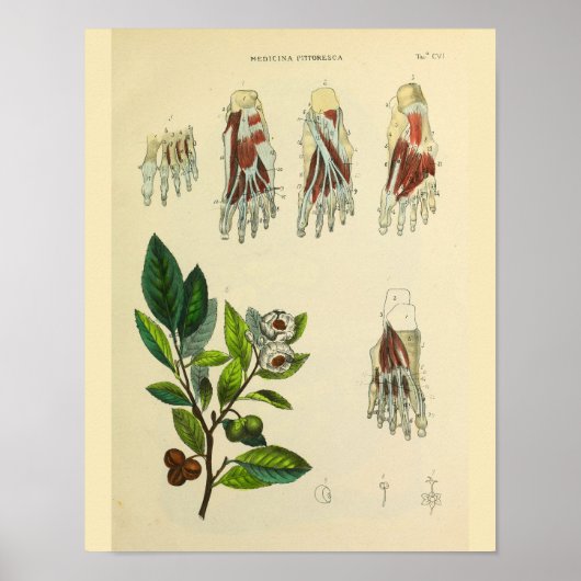 足筋肉骨解剖学ヴィンテージアートプリント ポスター (正面)