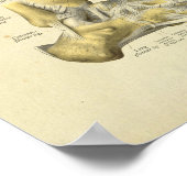 足足首解剖骨プリント ポスター (角)