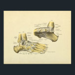 足足首解剖骨プリント ポスター<br><div class="desc">足と足首の骨、関節、靱帯の横と内側のビュー。1900年代初期の複製解剖学プリント。</div>