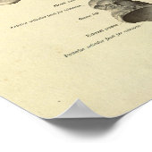 足足首解剖骨プリント ポスター (角)