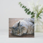 足音が聞こえる – cat card ポストカード (スタンド正面)