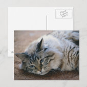 足音が聞こえる – cat card ポストカード (正面/裏面)