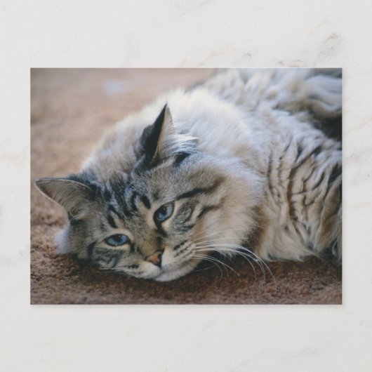足音が聞こえる – cat card ポストカード (正面)