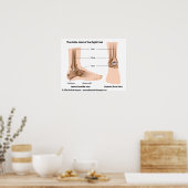 足首の関節構造、ラベル付き図。 ポスター (キッチン)