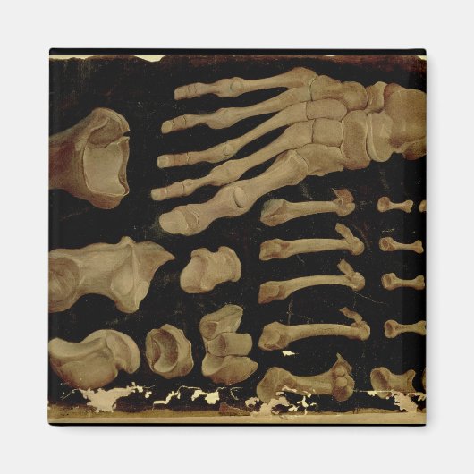 足骨の解剖学的スケッチ マグネット (正面)