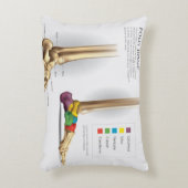 足骨解剖学 アクセントクッション (正面(垂直))