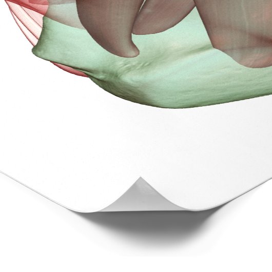 足2の筋骨格 ポスター (角)