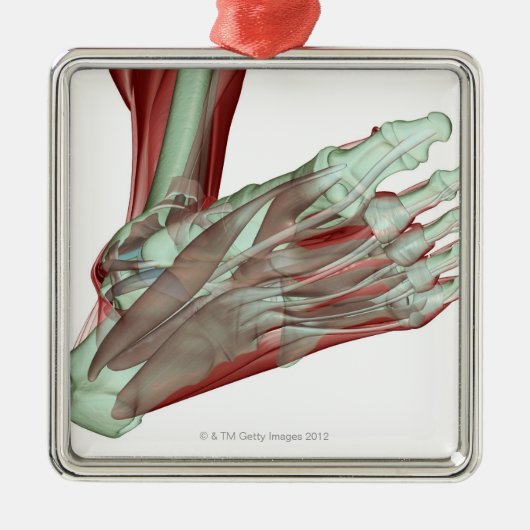 足2のMusculoskeleton メタルオーナメント (正面)