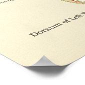 足&足首の内部解剖学ポスター ポスター (角)