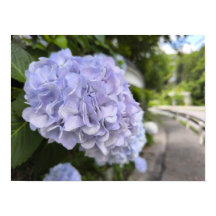 路傍の紫陽花 – 自然写真