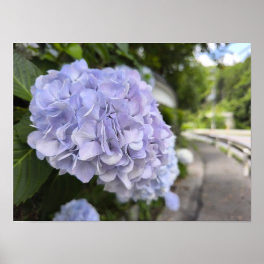 路傍の紫陽花 – 自然写真 ポスター (正面)