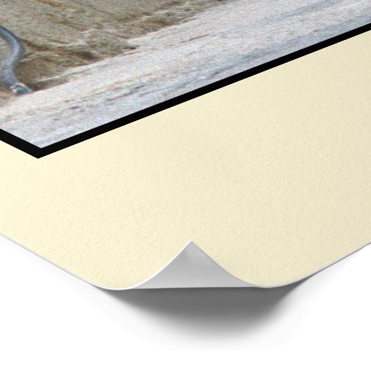 路地の猫 – マルタ ポスター (角)