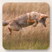 跳躍しているコヨーテ-テナガザル草原 コースター (正面)