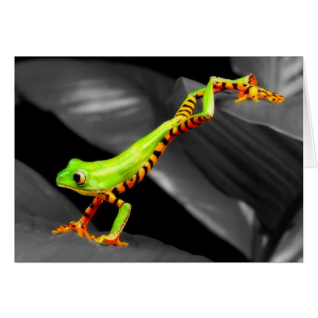 跳躍のアマガエル (正面横)