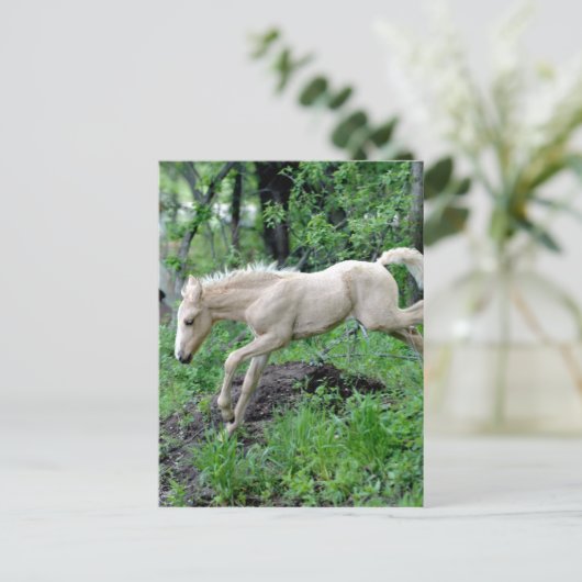 跳躍子馬 ポストカード (スタンド正面)