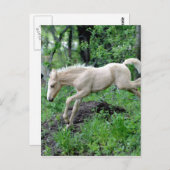 跳躍子馬 ポストカード (正面/裏面)