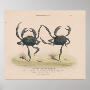 踊りのヴィンテージのイラストレーションは斜め飛行します(1849年) ポスター