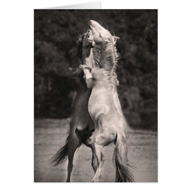 踊りの種馬 (正面)