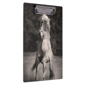 踊りの種馬 クリップボード (右)