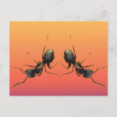 踊りアリ ポストカード (正面)