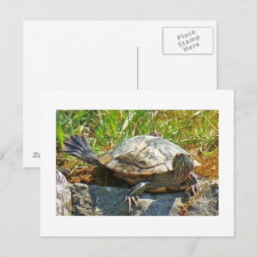 踊りカメ – はがき (正面/裏面)