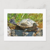 踊りカメ – はがき (正面)