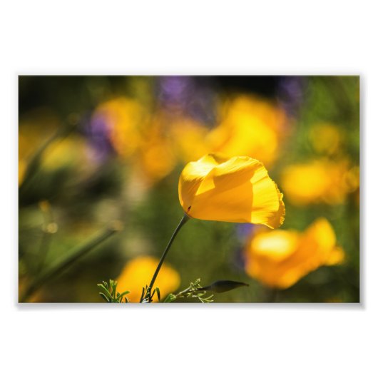 踊りケシ畑 フォトプリント            (正面)