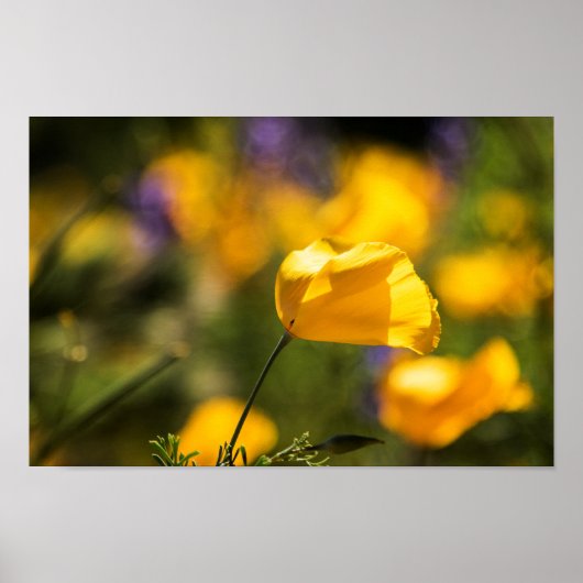 踊りケシ畑 ポスター (正面)