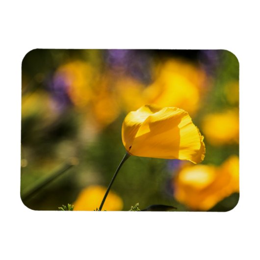 踊りケシ畑 マグネット (横)