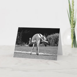 踊りゼブラ誕生日カード カード