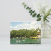 踊りドルフィンズインマイアミ ポストカード (スタンド正面)