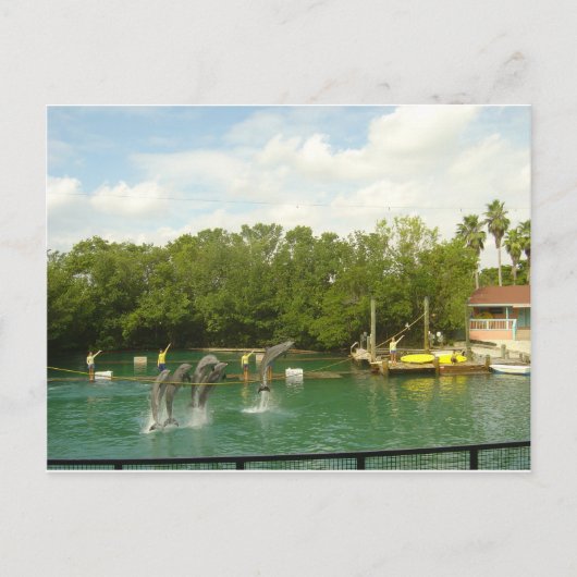 踊りドルフィンズインマイアミ ポストカード (正面)
