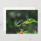 踊りハミングバード ポストカード (正面/裏面)