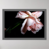 踊りバラ ポスター (正面)