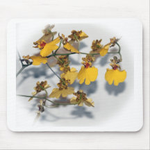 踊りレディーイエローオンシジウムラン