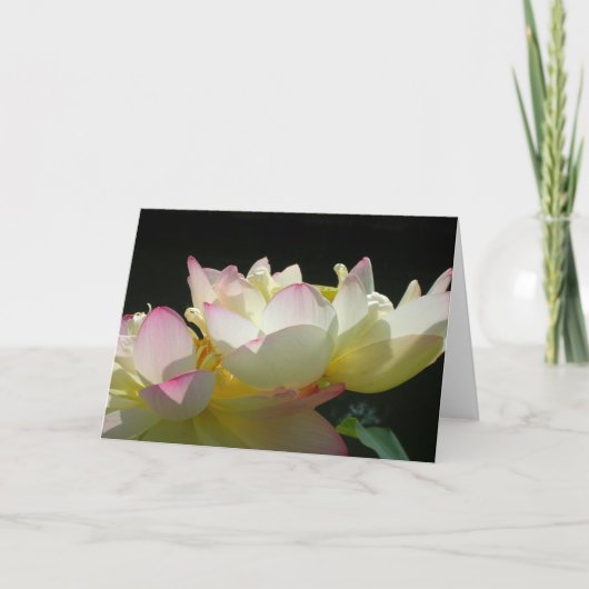 踊りロータスカード カード (正面)