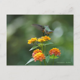 踊り宝石 ポストカード