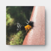 踊り毛虫 フォトプラーク (正面)