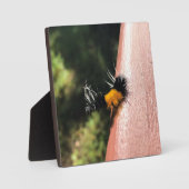 踊り毛虫 フォトプラーク (正面)