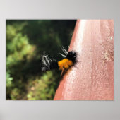 踊り毛虫 ポスター (正面)