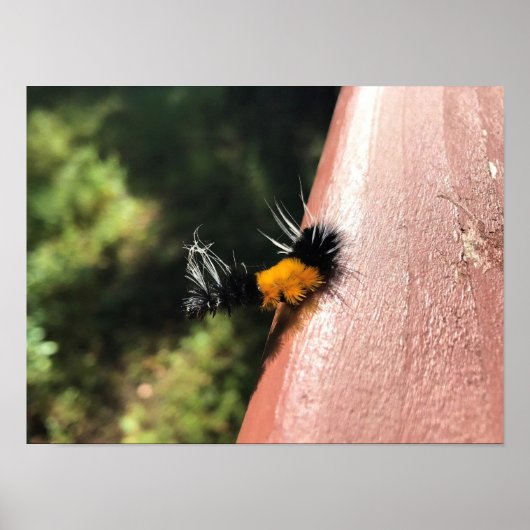 踊り毛虫 ポスター (正面)