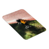 踊り毛虫 マグネット (右側)